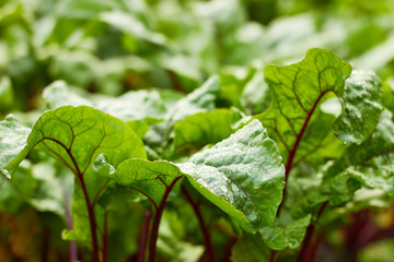 Beet plant after the rain, leaves with shiny drops of water, close-up