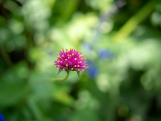 Single flower bud head purple milk thistle.