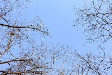 trees dry sky forest arid on summer