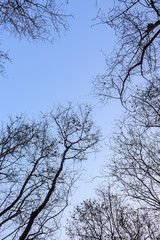 trees dry sky forest arid on summer