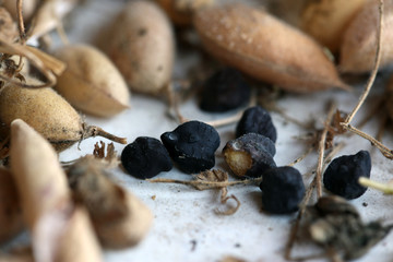 black chickpeas, ceci neri, ancient variety