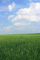 Obraz na płótnie Canvas Spikes of wheat in the field