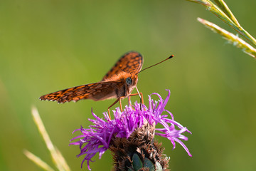 Schmetterling / Perlmutterfalter