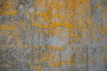 old concrete wall covered with yellow lichen