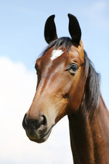 Fototapeta premium Head of a young thoroughbred horse on the summer meadow