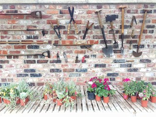 The interior of a large greenhouse with a variety of garden tools hanging from a whitewashed, brick wall and potted plants on wooden shelves. © teamjackson