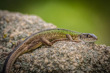 Green lizard