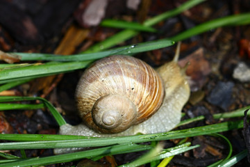 Snail