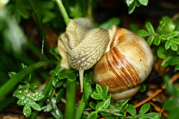Snail