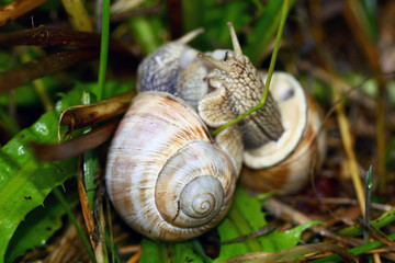 Snail