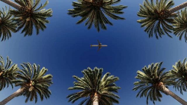 View of palm trees, sky and aircraft flying