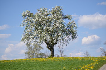 Fototapeta premium the Tree