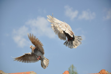 Dove Flight