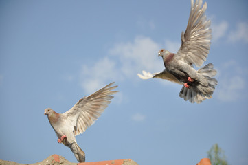 Dove Flight