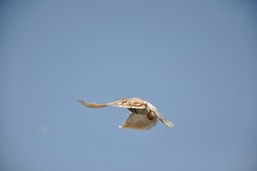 Dove Flight
