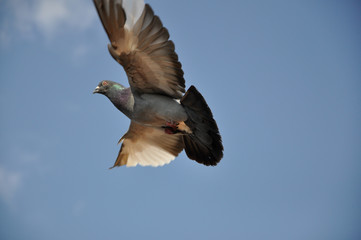 Dove Flight