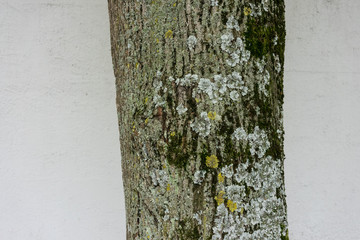 tree trunk in front of white wall