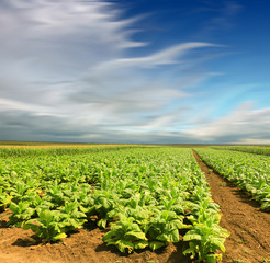 Fototapeta na wymiar Tobacco big leaf crops growing in tobacco plantation field