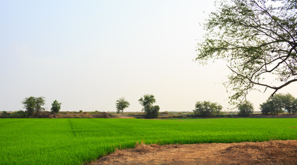 green rice  field harvest on sunset nature landscape background