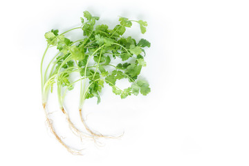 parsley vegetable ingredient herb nature on white background