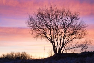 Fototapeta na wymiar lonely tree in a beautiful sunset