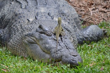 Salt water crocodile 