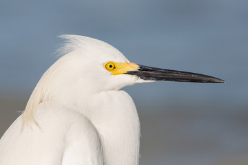 Snowy Egret portrait (Egretta thula), Estero Lagoon, Florida
