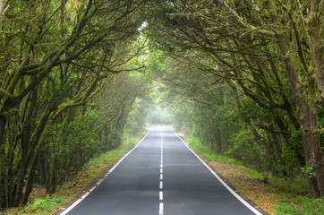 Fototapeta premium Beautiful road surrounded by green trees and fog in La Gomera, C