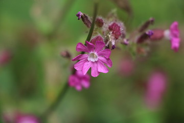 Fleur violette des Vosges