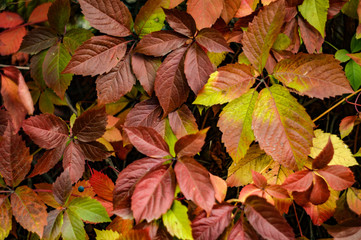 Background of autumn leaves of wild grapes.