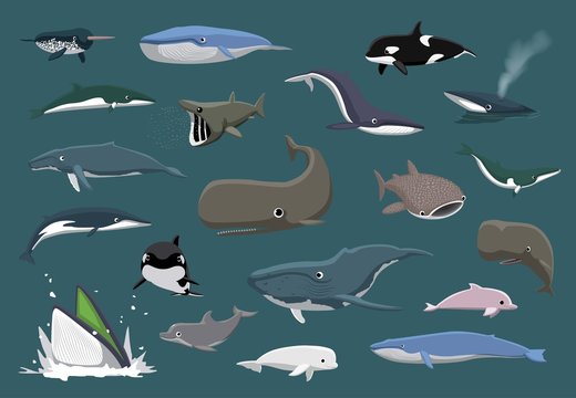 Various Whales Set Cartoon Vector Illustration