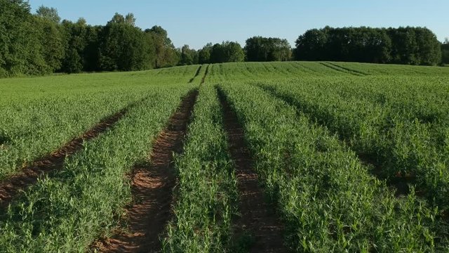 Green pea field with tractor tracks, aerial view