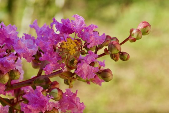 「Roseo」の写真素材 | 259件の無料イラスト画像 | Adobe Stock