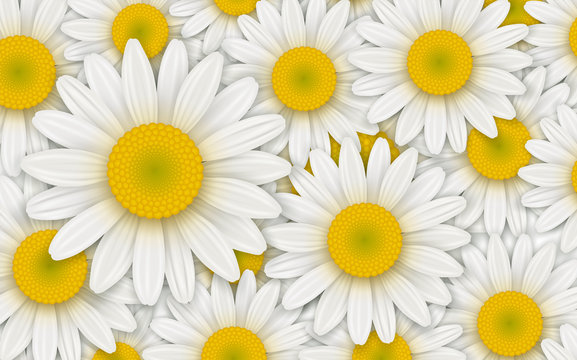 Background with white daisy flowers