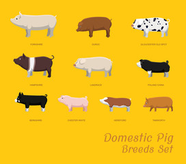 Domestic Pig Breeds Set Cartoon Vector Illustration