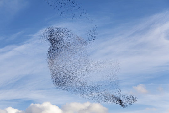 Tanz der V&ouml;gel
