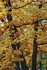 Obraz premium Autumn Forest