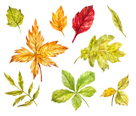 Maple, rowan, oak, birch leaves isolated on white. Watercolor set of autumn elements