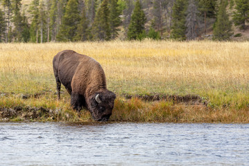 Bison drinks from a river - 216382909