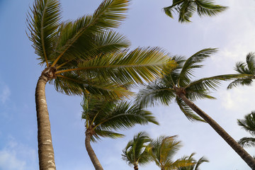 Beautiful leaves of the palm