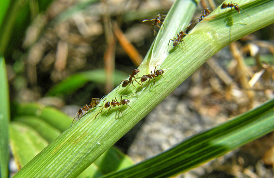 formigas