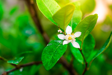 close up lime flower  blossom
