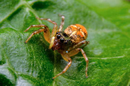 Spiders are classified as living creatures. Like insects, millipedes, crabs and so on, they have different shapes and sizes. Spiders have been discovered more than 40,000 species.