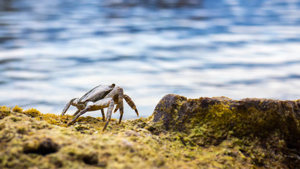 Crab on the stone near the sea at the sunny summer day, close-up view