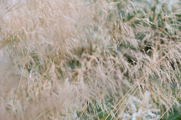 Close-up of colored reeds, close-up for background, use of texture. Dry close-up of a paintbrush. Fluffy beige cane