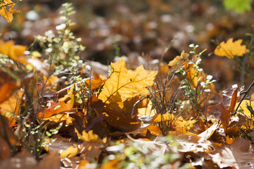 beautiful forest in autumn 