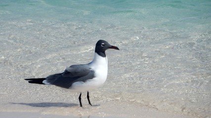 Möwe am Strand