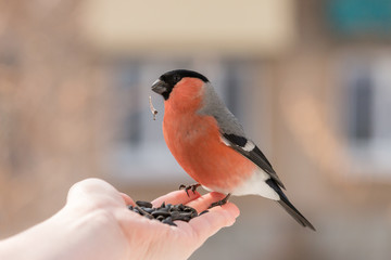 Hand feeding male bullfinch. Red bird with sunflower seed in beak sitting on hand.