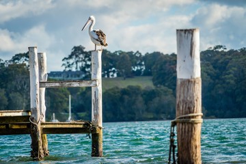 Australian pelican Pelecanus conspicillatus on a post at sunset in Narooma, New South Wales