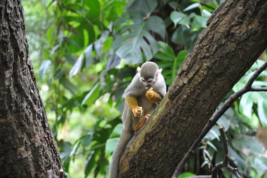 frecher totenkopfaffe mit geklauter beute beim fressen